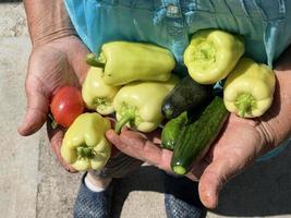 Fresh organic vegetables close up in female farmer hands. Selective focus. Woman's hands hold fresh tomato, paper, and cucumber. photo