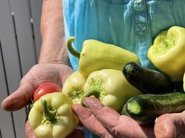 Fresh organic vegetables close up in female farmer hands. Selective focus. Woman's hands hold fresh tomato, paper, and cucumber. photo