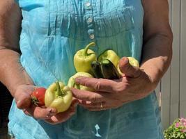 Fresh organic vegetables close up in female farmer hands. Selective focus. Woman's hands hold fresh tomato, paper, and cucumber. photo