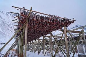 Air drying of Salmon fish on wooden structure at Scandinavian winter photo