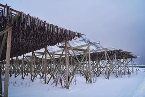 Air drying of Salmon fish on wooden structure at Scandinavian winter photo