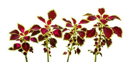 colorful leaves pattern,leaf coleus or painted nettle isolated on white background photo