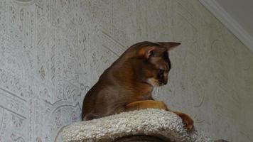 Abyssinian cat portrait video