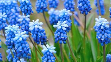 flores azules muscari con gotas de lluvia video