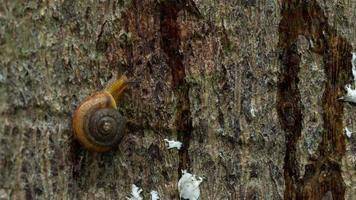 Snail gliding on the wood. Mollusk snails with light brown striped shell video