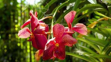 Beautiful stem of vibrant tiger colored orchid flowers video