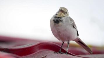 A small bird White wagtail, Motacilla alba, walking on a roof and eating bugs