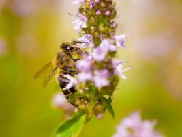 close up Bee looking for nectar photo