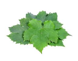 Grape leaves on white background photo