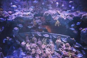 aquarium with colorful fishes photo