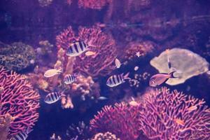 aquarium with colorful fishes photo