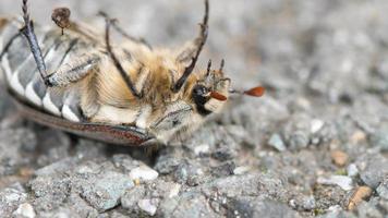 peut insecte coléoptère allongé sur le dos video