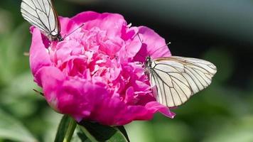 aporia crataegi schwarz geäderter weißer Schmetterling auf Pfingstrosenblüte video