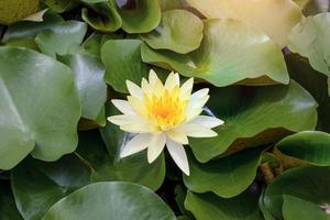 Yellow lotus blooming with morning sunlight photo