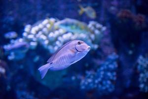 fish swimming in aquarium photo