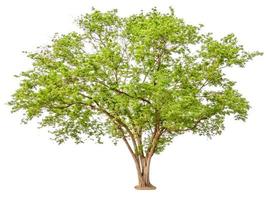 Green Tree isolated on white background photo