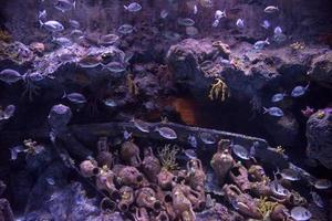acuario con peces de colores foto