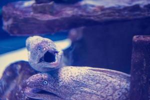 fish swimming in aquarium photo
