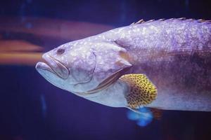 fish swimming in aquarium photo