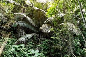 palm leaves in tropical forest photo