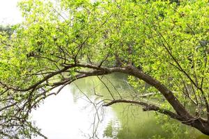árbol verde sobre la orilla del río foto