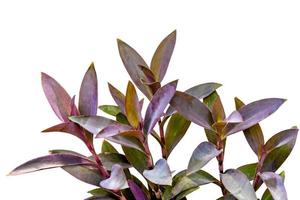 violet leaves pattern,leaf  tradescantia pallida or purple queen plant or purple heart isolated on white background photo