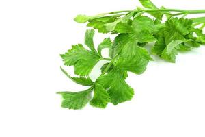 Fresh celery with root isolated on white background ,green leaves pattern photo