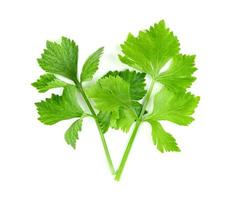 Fresh celery with root isolated on white background ,green leaves pattern photo