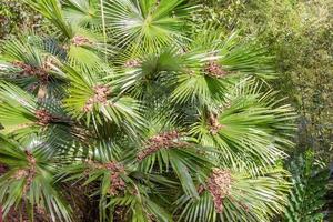 hojas de palma verde en el bosque tropical foto