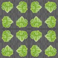 Lettuce leaf on pattern background,Salad ingredient,seamless pattern photo