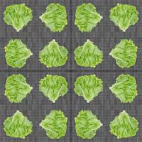 Lettuce leaf on pattern background,Salad ingredient,seamless pattern photo