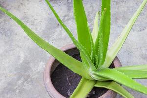 Aloe vera is a herb in pot photo