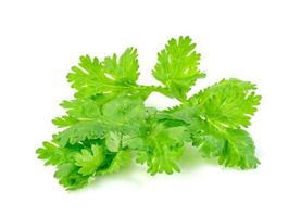 leaf Coriander or Cilantro isolated on white background ,Green leaves pattern photo