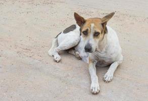 Stray dog on a floor photo