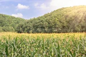Corn farm with blue sky photo
