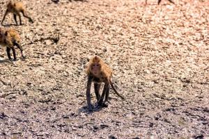 Monkeys on the beach, Thailand photo