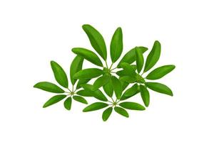 Green leaves pattern, Dwarf Umbrella Tree or Schefflera arboricola,isolated on white background photo