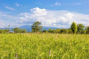 paisaje del campo de maíz de arroz de granja en tailandia. foto