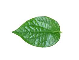 Chaplo or piperaceae on white background photo