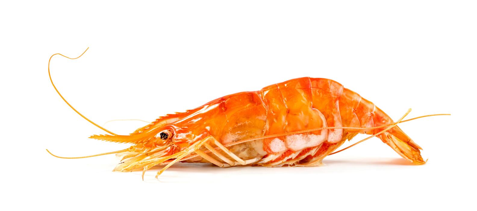 Shrimp Stock Photos, Images and Backgrounds for Free Download
