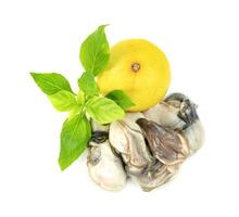 Oysters with lemon and  leaf basil isolated on a white background photo