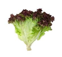 red coral lettuce on white background  ,Green leaves pattern ,Salad ingredient photo