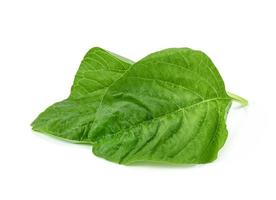 Green spinach leaf or Amaranthus viridis  in Thailand  isolated on white background ,Green leaves pattern photo