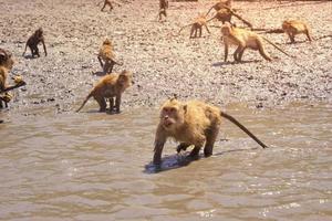 Monkey on the beach, Thailand photo