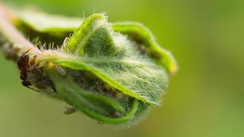 hormiga y pulgón en la naturaleza