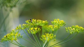 Sphaerophoria scripta yellow black drone fly on the fennel flowers video
