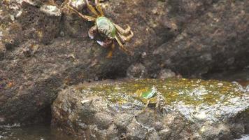 Crabs on the rock at the beach, rolling waves, close up video