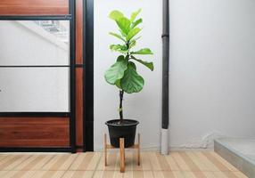 Fiddle leaf Fig or Ficus Lyrate in pot decorated in minimal style indoor. photo