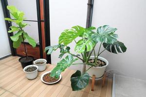 monstera obliqua y higo de hoja de violín o ficus lyrate en maceta decorada en un jardín interior de estilo minimalista con planta microverde. foto