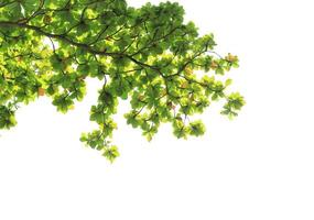 Green leaves isolated on white background. Scattered sunlight through green leaves isolated. Tropical almond leaves. photo